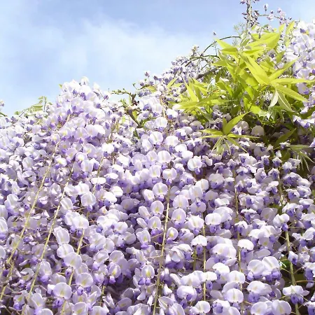 Hilda 비코에쿠엔세